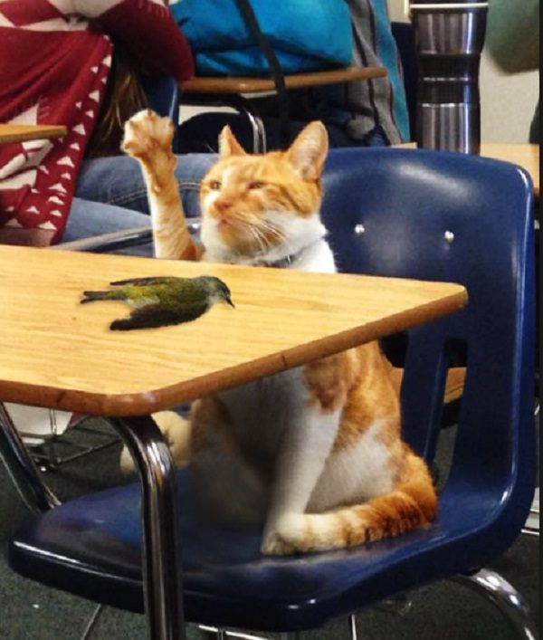 Cat at School