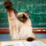 Ten Cats Who Love Attending Schools and Universities