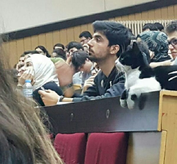 Cat at University 