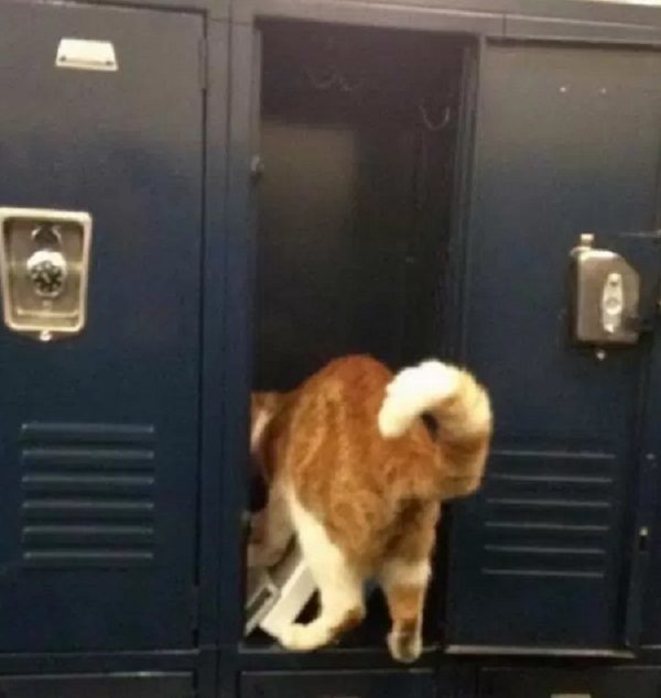 Cat at School