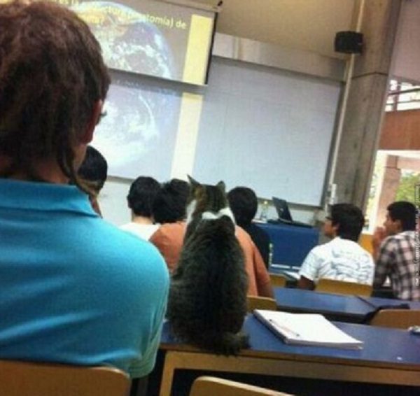 Cat at University 