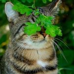 Cat Hiding Under Leaves