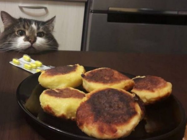 Cat About to Steal Food