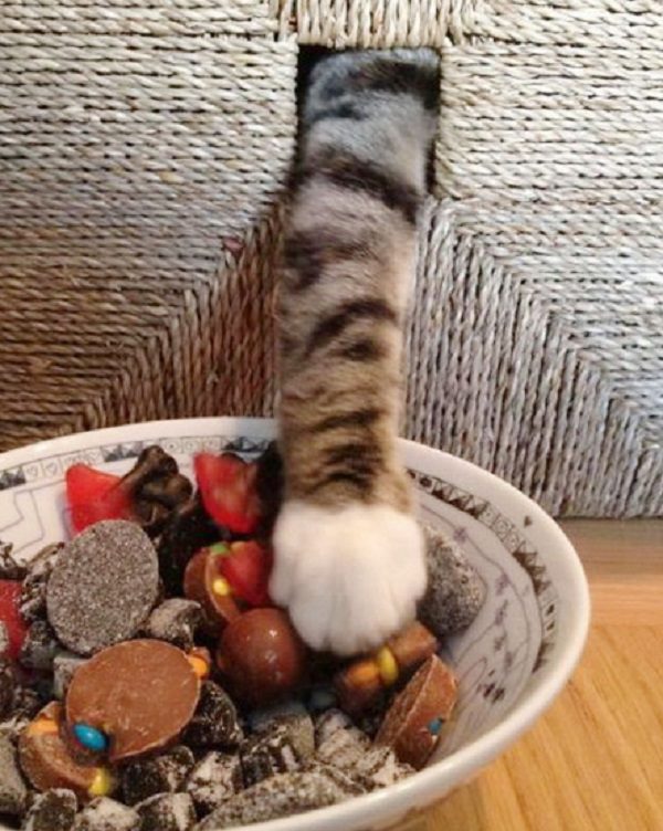 Cat About to Steal Food