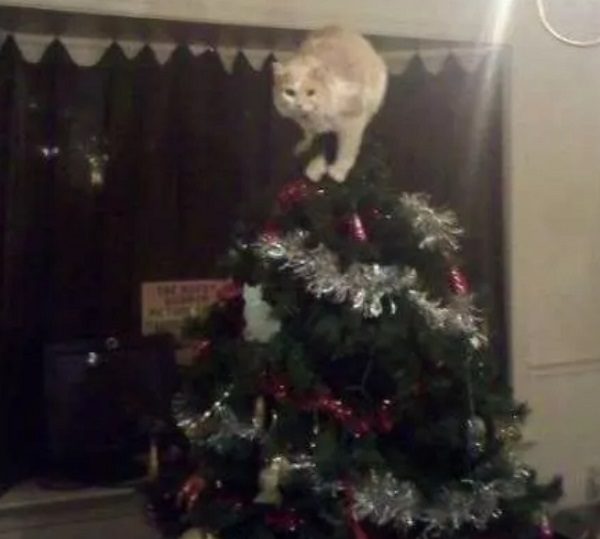 Fairy Cat on Top of a Christmas Tree