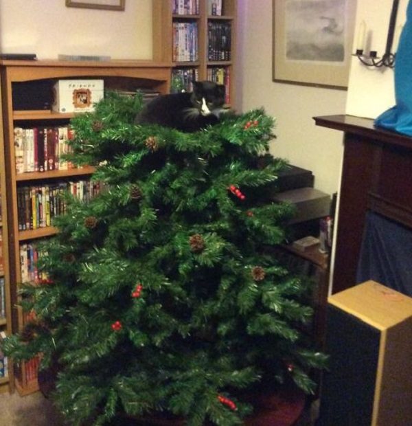 Fairy Cat on Top of a Christmas Tree