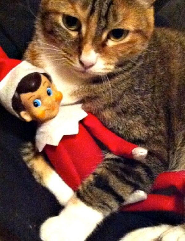 This Cat Loves the Elf on the Shelf