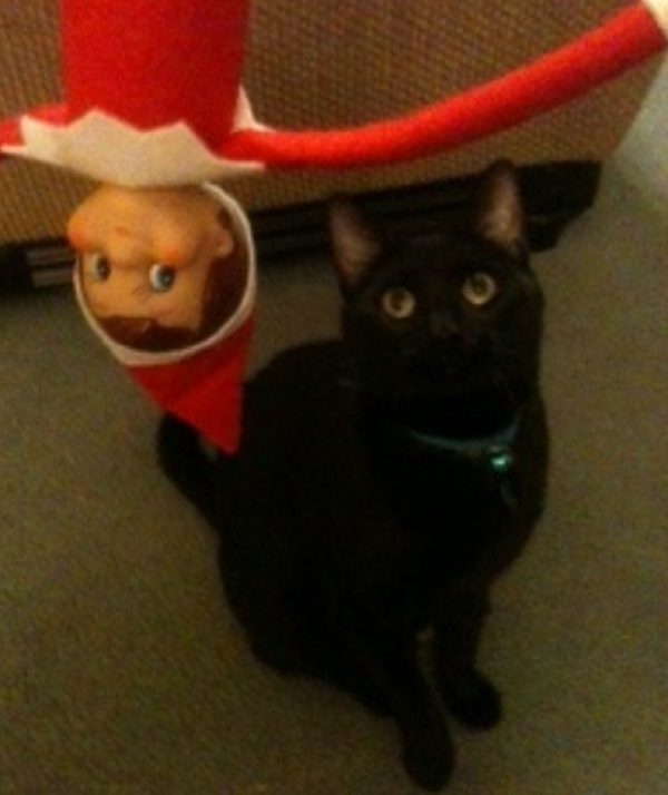 This Cat Thinks the Elf on the Shelf Is Nothing but Trouble