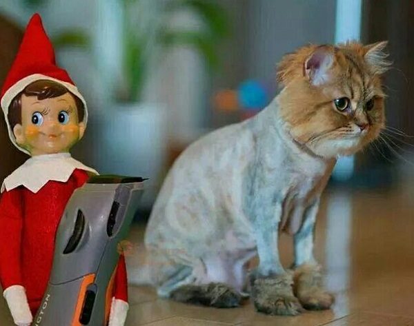 This Cat Thinks the Elf on the Shelf Is Mean and Nasty