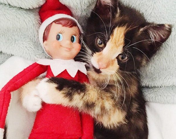 This Cat Thinks the Elf on the Shelf Is Huggable