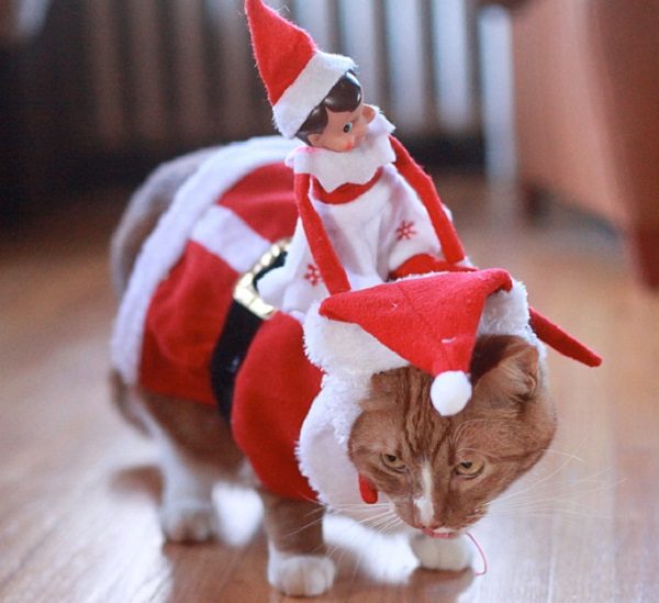 This Cat Feels Used by the Elf on the Shelf