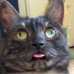 Ten of the Derpiest Cats That Have Gone Full Derp