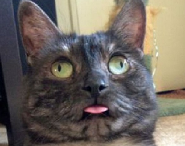 Ten of the Derpiest Cats That Have Gone Full Derp