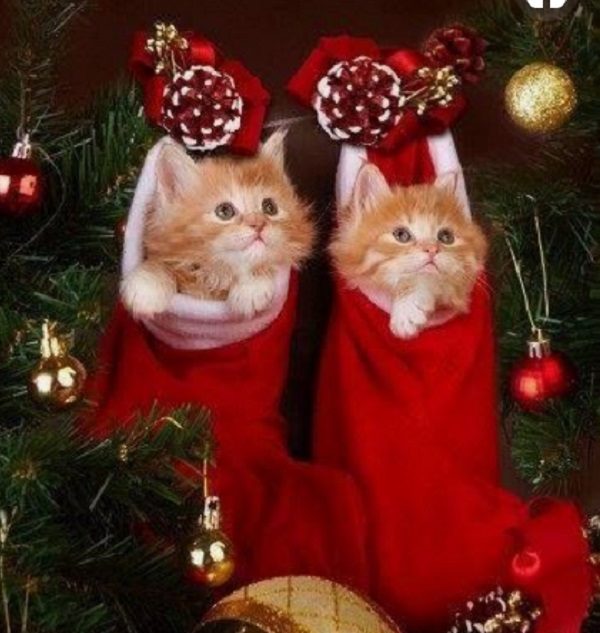 Cats in Christmas Stockings