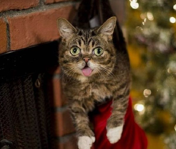 Cat in Christmas Stocking