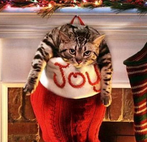 Cat in Christmas Stocking