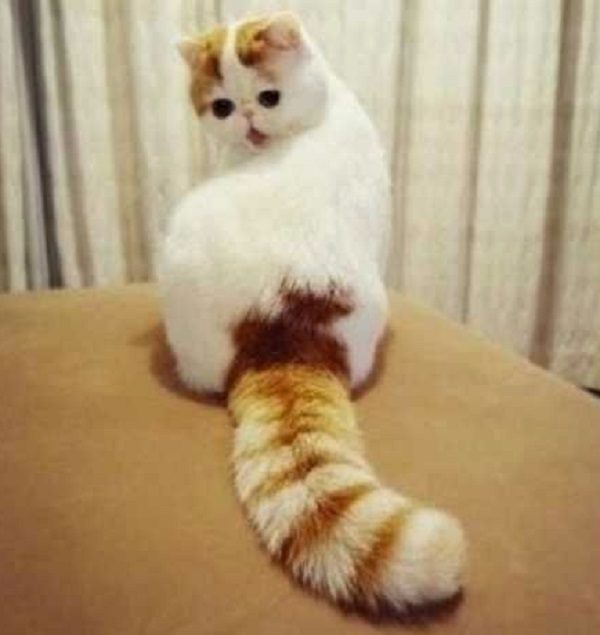 Cat Loves Their Tail