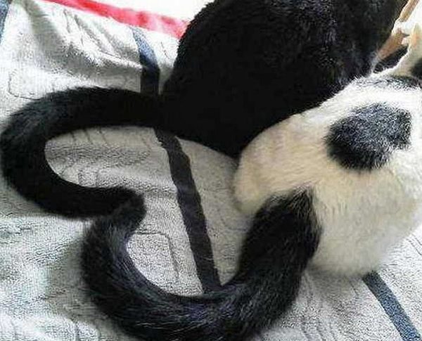 Ten Cats Who Have Suddenly Discovered the Joy of Having a Tail