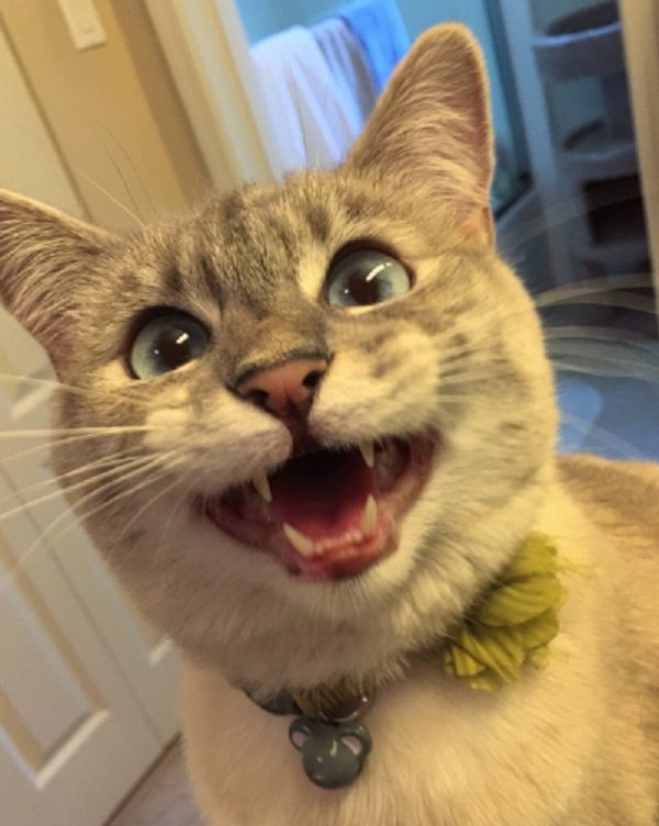Super Excited Cat
