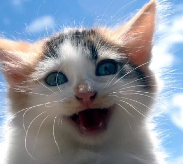 Super Excited Cat