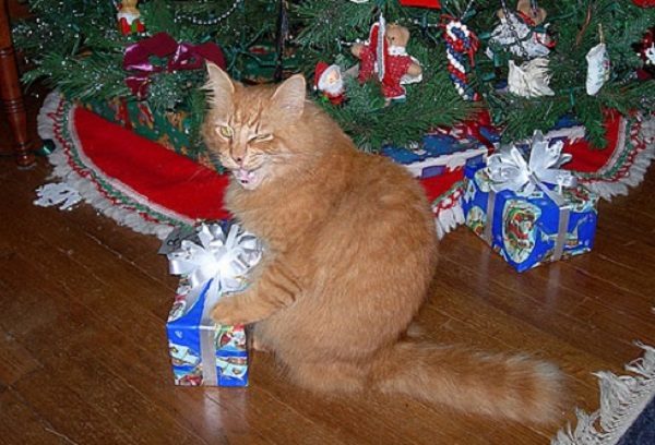 Ten Super Excited Cats Who Can't Wait for Christmas Day