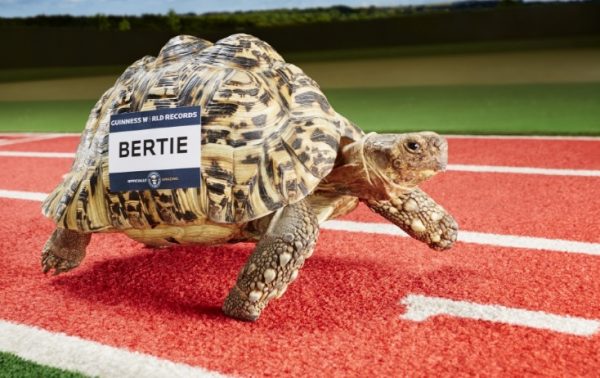 Tortoise Racing