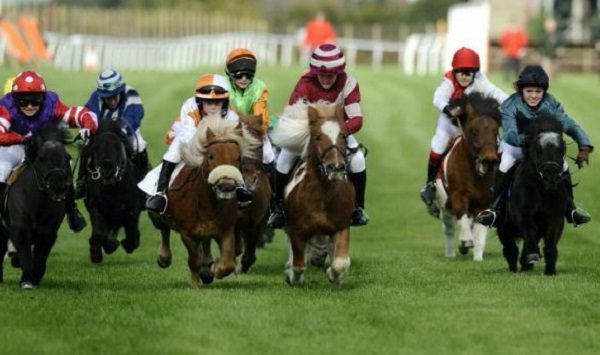 Shetland Pony Racing