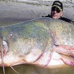 The Top 10 Heaviest Living Fish From Around the World