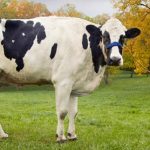The Top 10 Heaviest Living Land Animals From Around the World