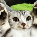 Ten Cats Who Surrender or Just Love Putting Their Paws Up