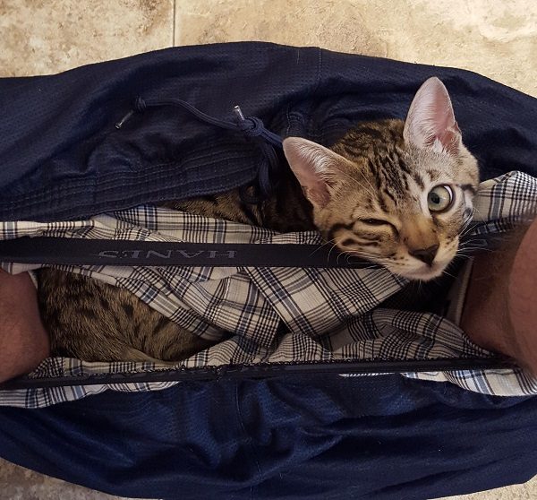 Cat Hanging Out In Underwear