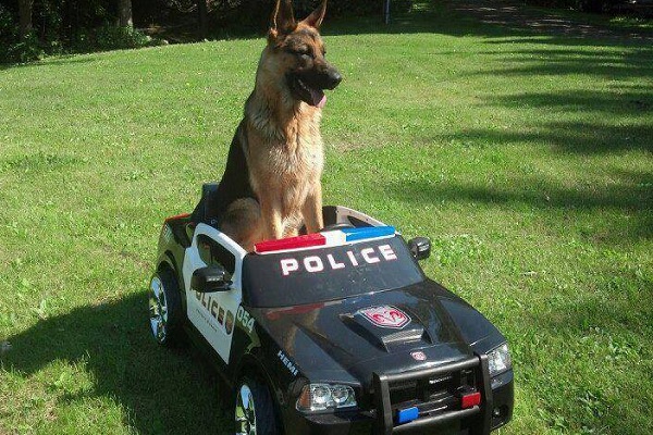 Ten Dogs Dressed as Police Who Didn't Make It Onto the Force