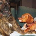 Ten Dogs Who Have Strange Friends They Don't Really Like