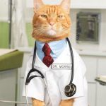 Ten Role-Playing Cats Who Love Playing Doctors and Nurses