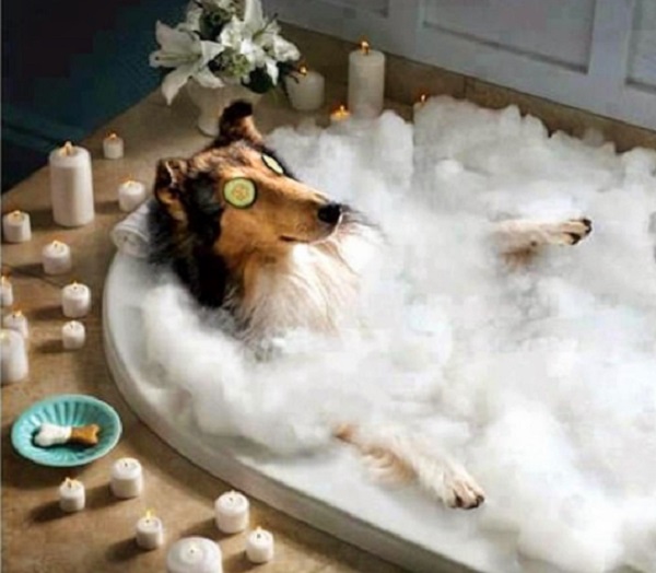 Ten Dogs Who Love Having a Bath More Than Their Owners