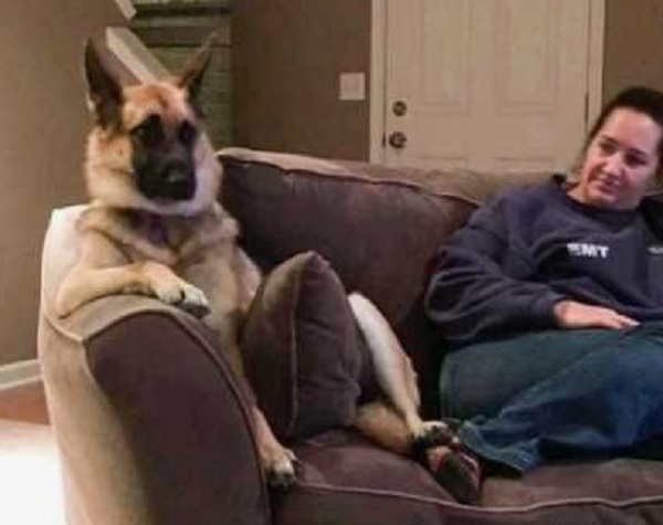 Ten of the Funniest German Shepherds You Will Ever See