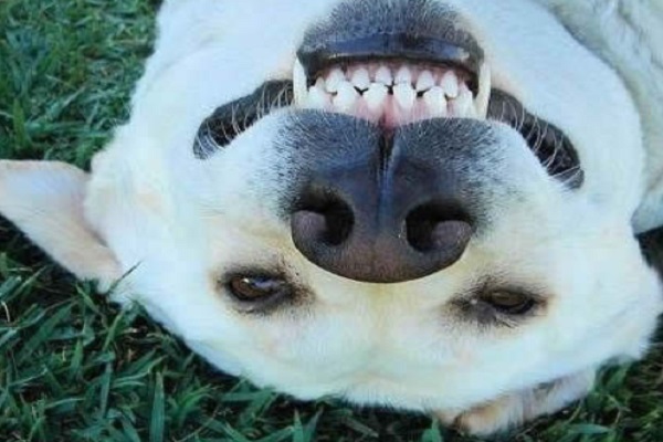 Ten of the Funniest Labrador Retrievers You Will Ever See