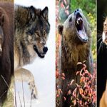 The Top 10 Largest Species of Carnivores (Meat-eaters) in the World