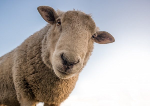 The Sheep with 200 Mentions in the Bible