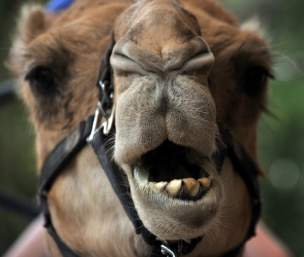 The Camel with 62 Mentions in the Bible