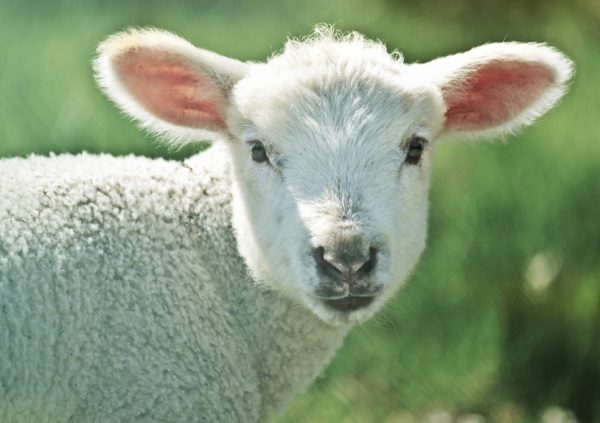 The Lamb with 188 Mentions in the Bible