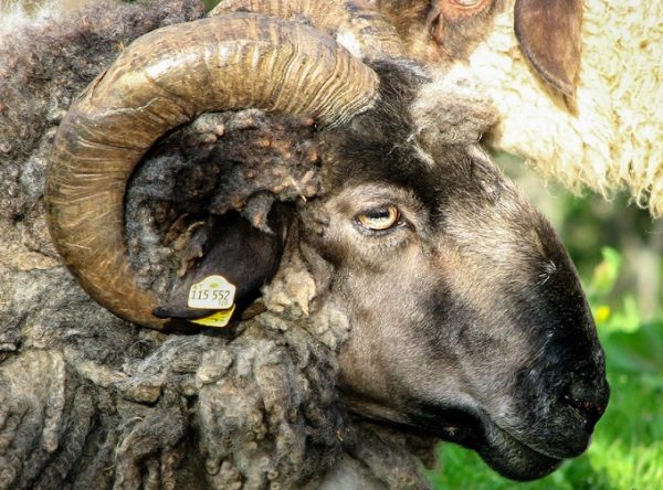 The Ram with 165 Mentions in the Bible