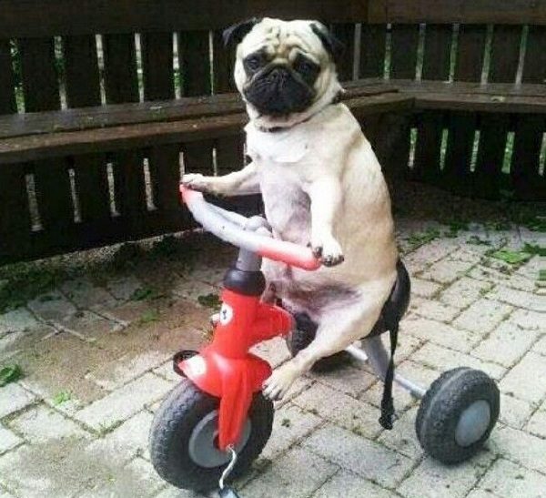 Dog Riding a Trike
