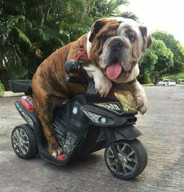 Dog Riding a Trike