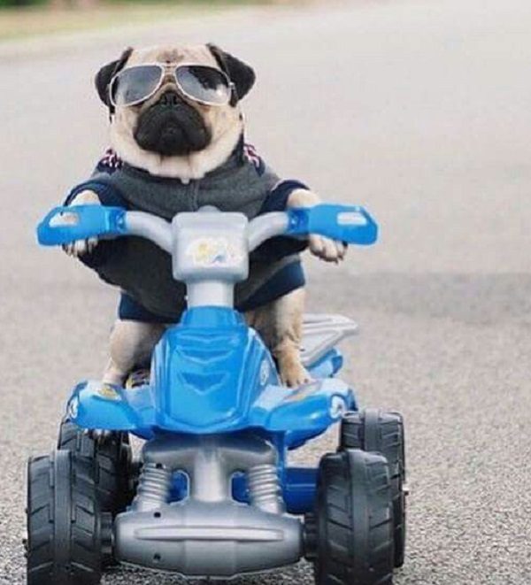 Dog Riding a Quadbike