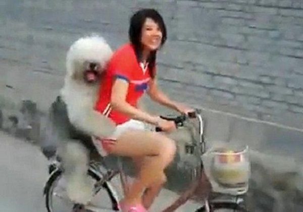 Dog Riding a Bike