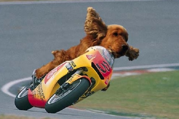 Ten Dogs Riding Bikes That Will Turn the Saddest of Faces Upside Down