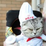 Ten Foodie Loving Cats Who Dream of Becoming Professional Chefs