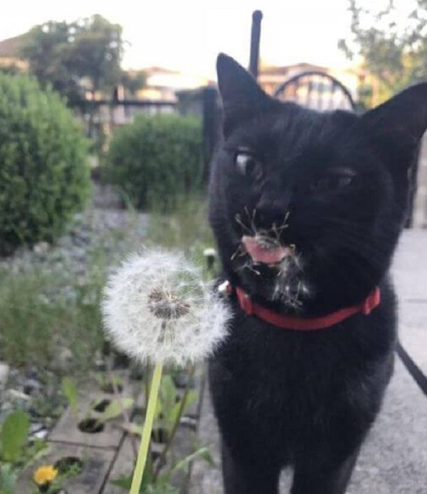 Cat Learning Not to Sniff Dandelions