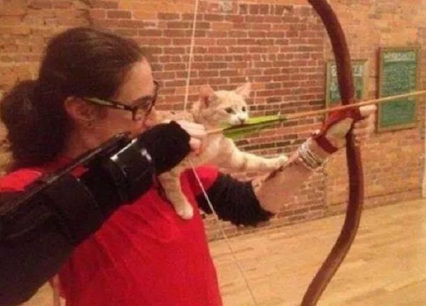 Cat Learning How Arrows Fly